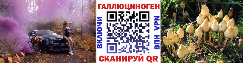 Купить где  Аркадак  Псилоцибиновые грибы Psilocybine cubensis 
